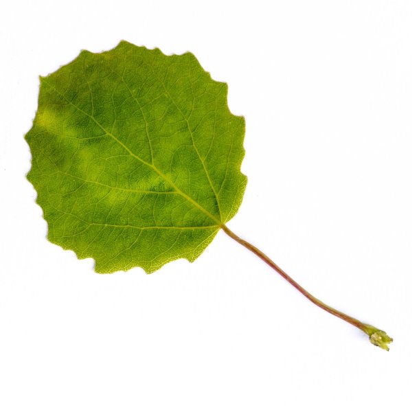 Черешок листа осины