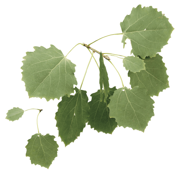 Ветка дерева осина