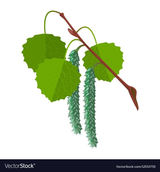 Осина картинка для детей на прозрачном фоне