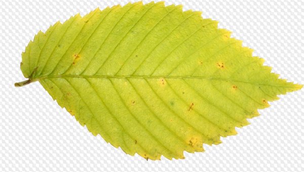 Листик липы