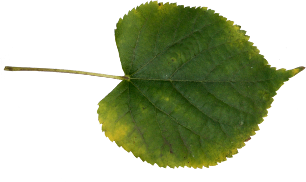 Лист березы и лист осины