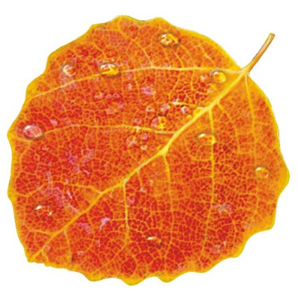 Осенние листья осины