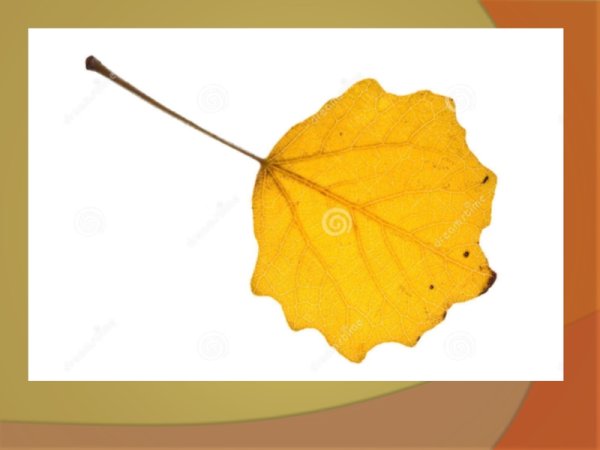 Осиновый лист на белом фоне