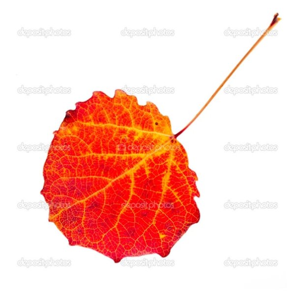 Листья осины осенью