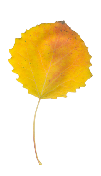 Осенние осиновые листочки