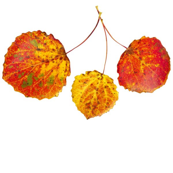 Осенний лист осины на прозрачном фоне