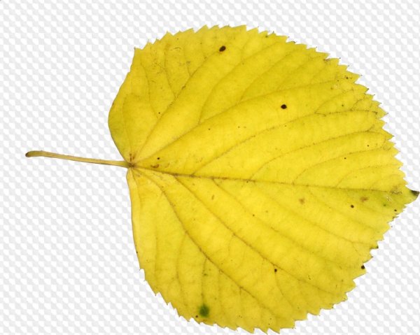 Осиновый листок