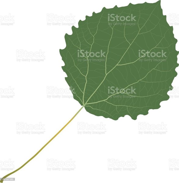 Лист осины на белом фоне