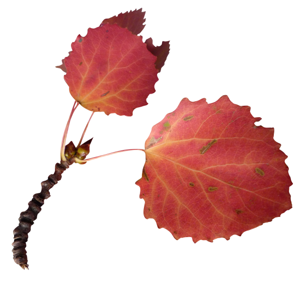 Листья осины осенью