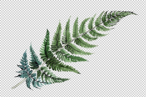 Лист папоротника акварель