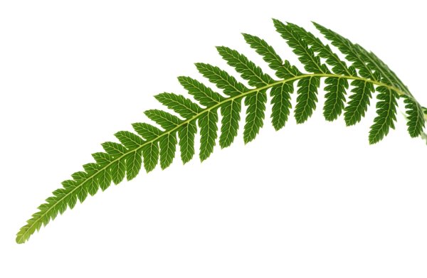 Орляк обыкновенный