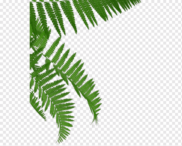 Папоротник без фона