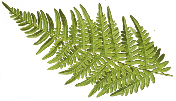 Папоротник СВГ