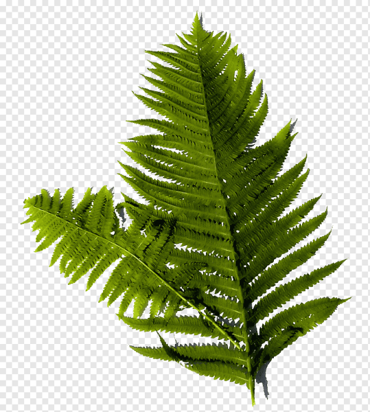 Лист папоротника