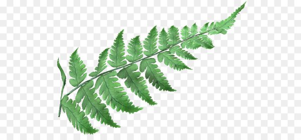 Листья папоротника на белом фоне