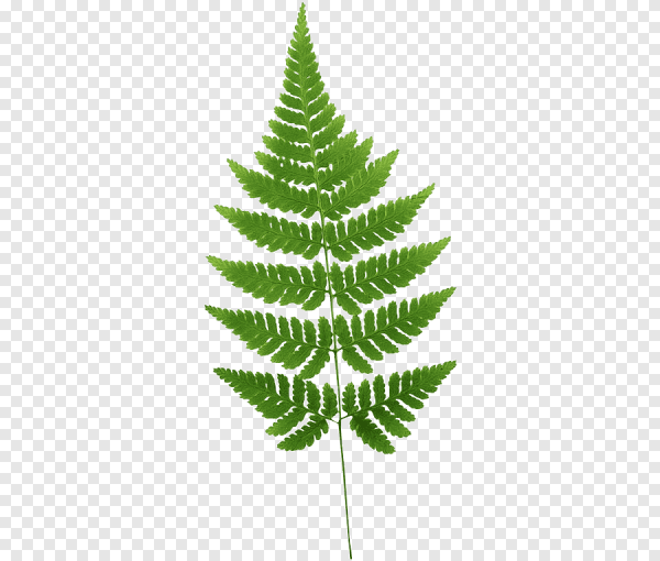 Лист папоротника
