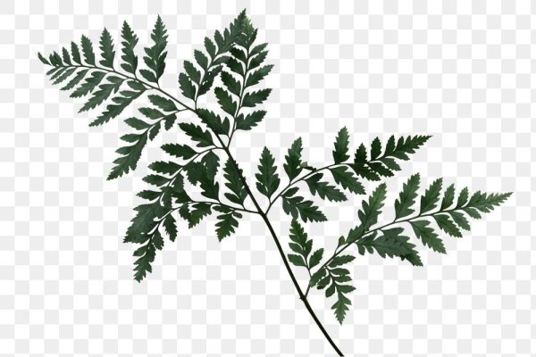 Листок папоротника