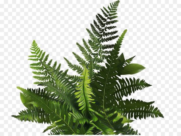 Папоротник куст