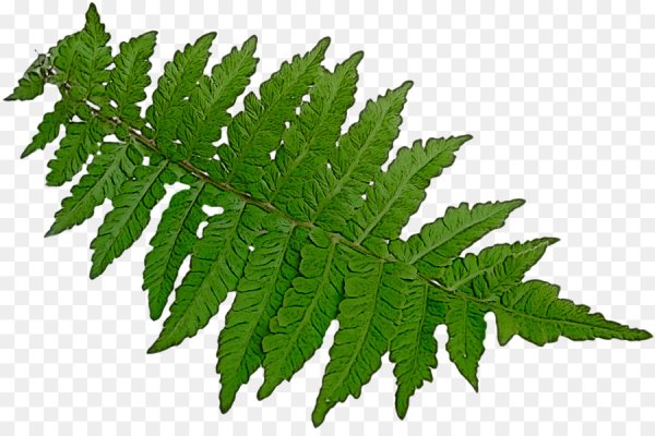 Листочки папоротника