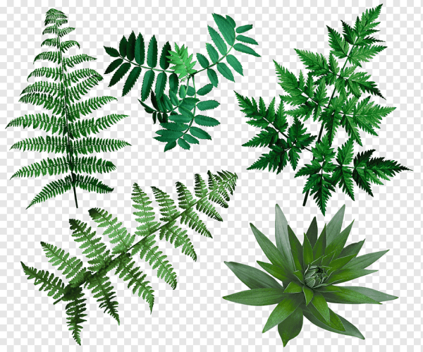 Листочки папоротника