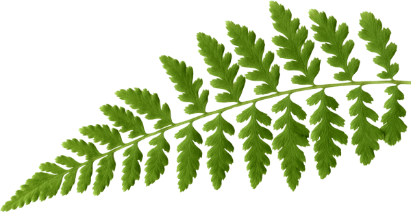 Веточка папоротника