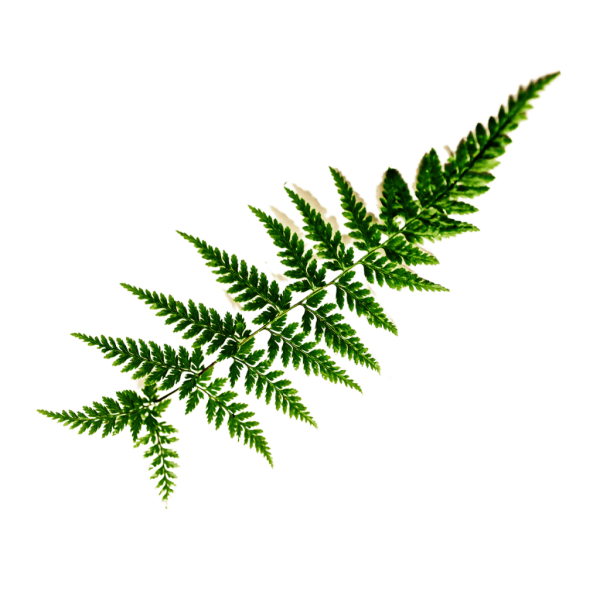 Ветка папоротника