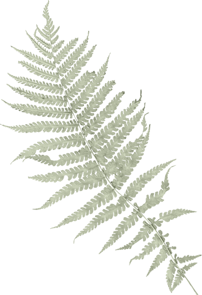 Лист папоротника