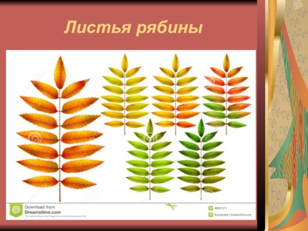 Строение листа рябины