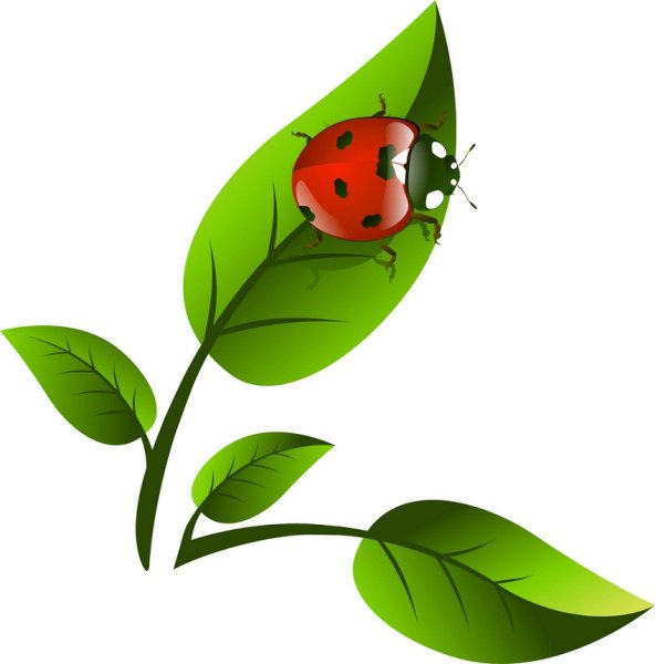 Божья коровка на листе