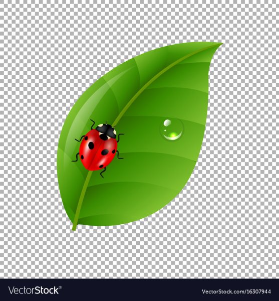 Божья коровка на листочке вектор