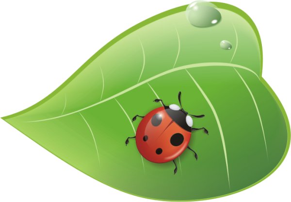Божья коровка на листочке