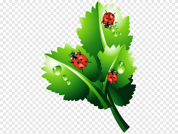 Божья коровка на листе