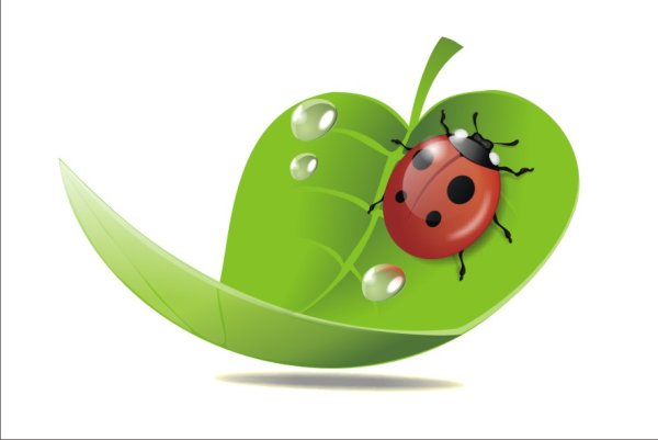 Божья коровка на листике