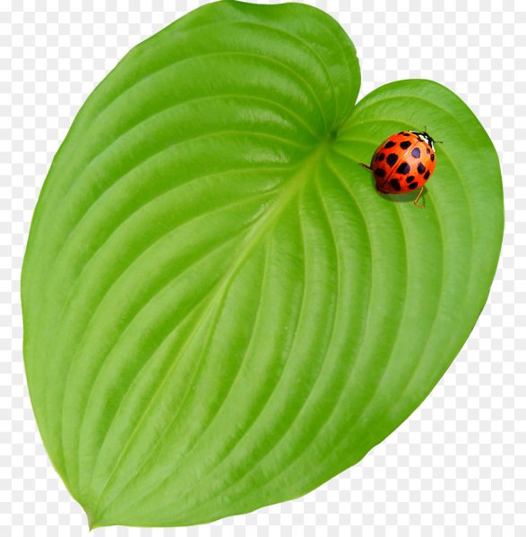 Божья коровка на листочке