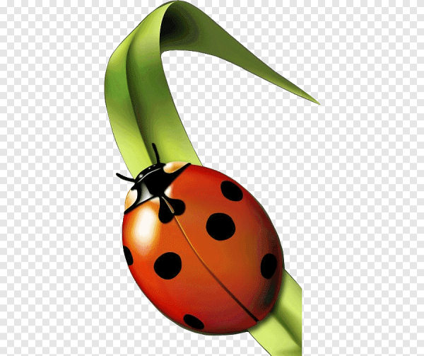 Божья коровка на прозрачном фоне