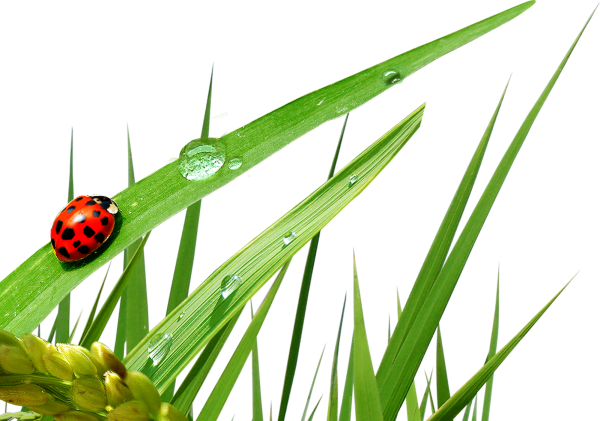 Божья коровка на травинке