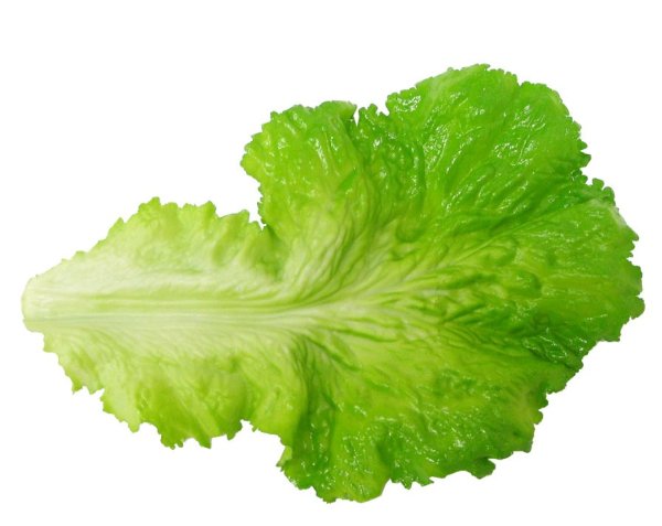 Листья салата на белом фоне