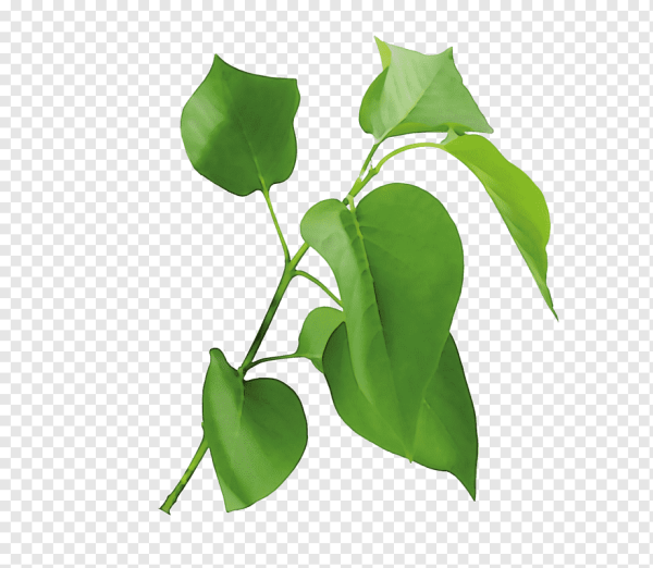 Ветка сирени с листьями