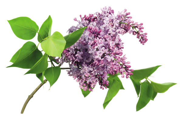 Сирень обыкновенная сенсейшен