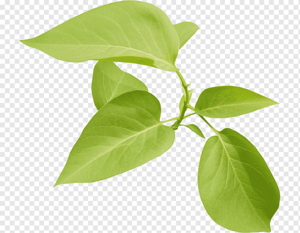 Листочки сирени