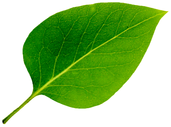 Лист цветка