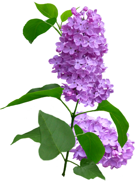 Сирень срезка