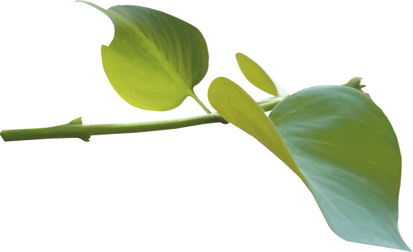 Ветка сирени с листьями