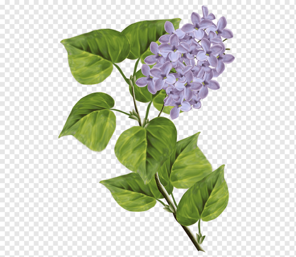 Листик сирени