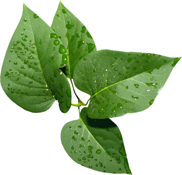 Лист сирени на белом фоне