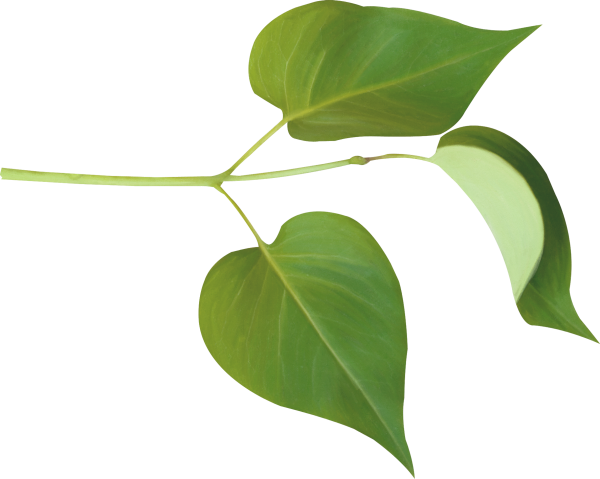 Листок сирени