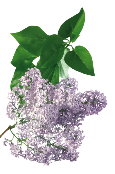 Ветка сирени