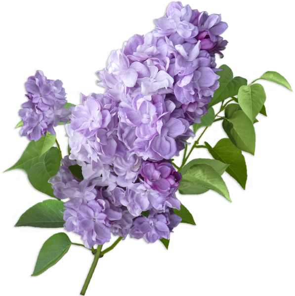 Веточка сирени