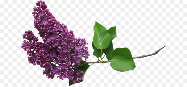 Ветка сирени на прозрачном фоне