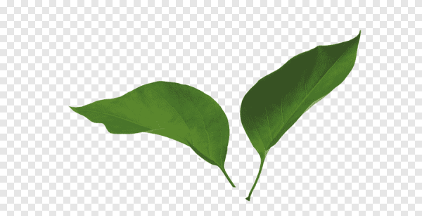 Листок сирени